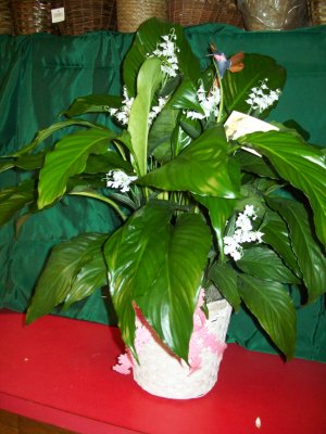 Funeral Plant