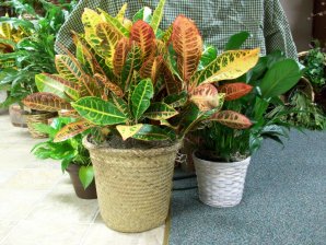 Green Plants