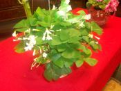 Shamrock Plant