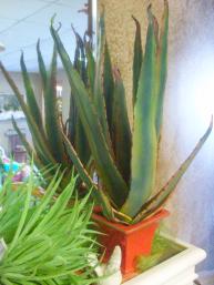 Plant