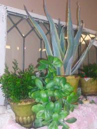 Succulents